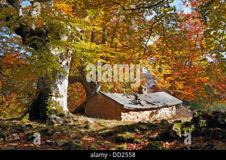 Casa nella foresta di autunno Foto Stock