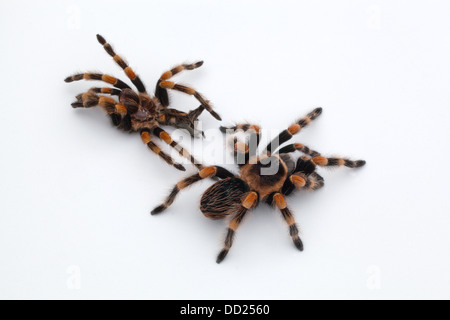 Rosso messicano-impastare Tarantola ragno (Brachypelma smithi). Capannone, moulted pelle o eso-scheletro top, ragno vive al di sotto. Foto Stock