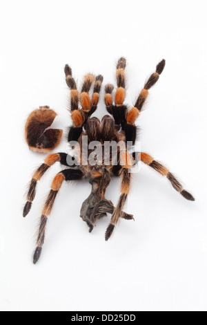 Rosso messicano-impastare Tarantola ragno (Brachypelma smithi). Capannone, moulted pelle o eso-scheletro. Foto Stock