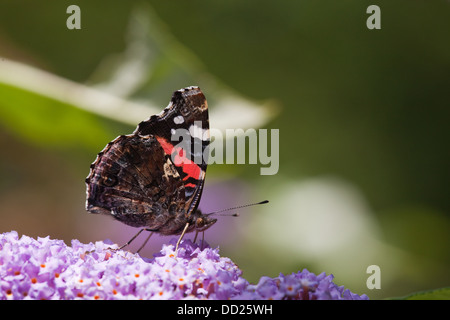 Red Admiral Butterfly (Vanessa Atalanta). Alimentazione da fiori di Buddleia (Buddleja davidii). Mostra la parte inferiore delle ali. Foto Stock