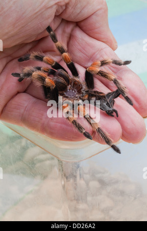 Rosso messicano-impastare Tarantola ragno (Brachypelma smithi). Capannone, moulted pelle o eso-scheletro sul fotografo la mano. Foto Stock