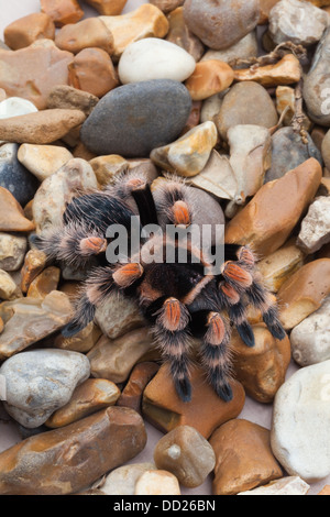 Rosso messicano-impastare Tarantola ragno (Brachypelma smithi). Foto Stock