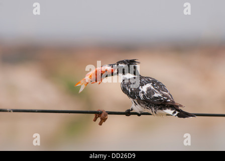 Pied kingfisher con pesce nel becco Foto Stock