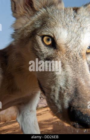 Lupo, molto vicino alla lente Foto Stock