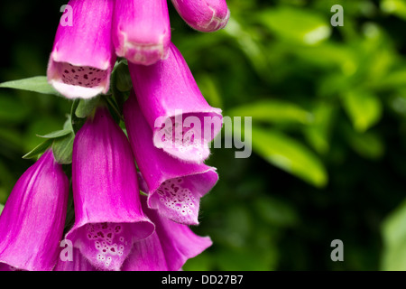 Bella rosa fiori Foxglove Foto Stock