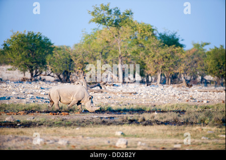 Il rinoceronte nero (Diceros simum) bere Rietfontein waterhole in Etosha Nationalpark, Namibia Foto Stock