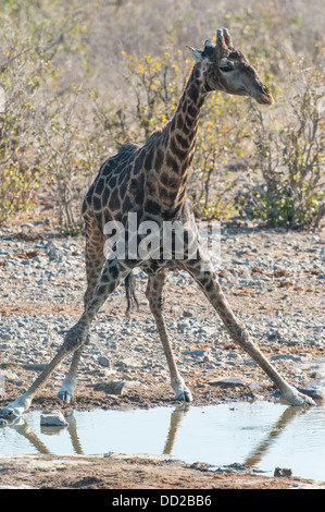 Giraffe (Giraffa camelopardalis) bere a waterhole, Etosha Nationalpark, Namibia Foto Stock