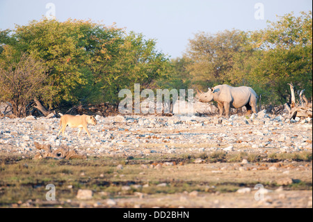 Il rinoceronte nero (Diceros simum) guardando una leonessa (Panthera leo) passando da, Etosha Nationalpark, Namibia Foto Stock