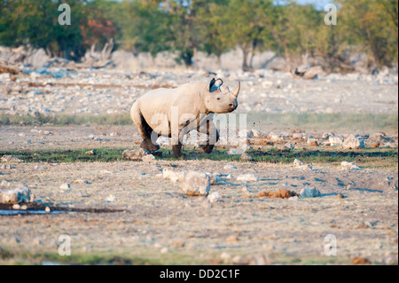 Il rinoceronte nero (Diceros simum) in esecuzione attraverso il fango a Rietfontein waterhole in Etosha Nationalpark, Namibia Foto Stock