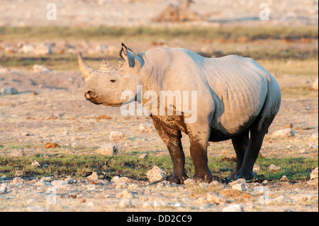 Il rinoceronte nero (Diceros simum) a Rietfontein waterhole in Etosha Nationalpark, Namibia Foto Stock