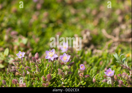 Bog Pimpernel, Anagallis tenella, in fiore Foto Stock