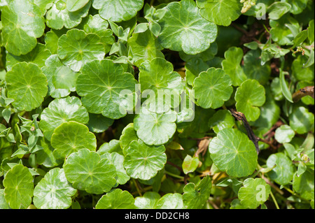 Marsh centella, centella asiatica vulgaris Foto Stock