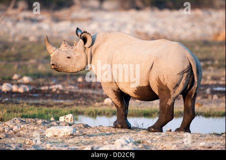 Il rinoceronte nero (Diceros simum) a Rietfontein waterhole in Etosha Nationalpark, Namibia Foto Stock