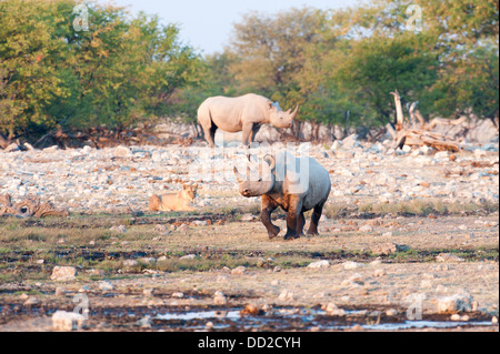 Due i rinoceronti neri (Diceros simum) uno in esecuzione e una leonessa (Panthera leo) guardando, Etosha Nationalpark, Namibia Foto Stock