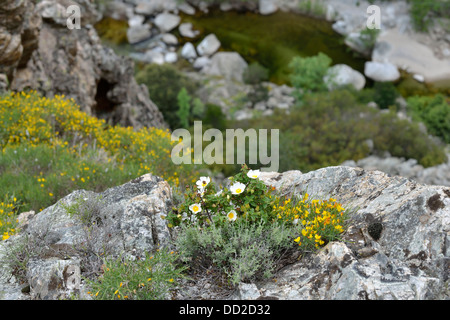Paesaggio di montagna lungo la Scala di Santa Regina road, Niolo Valley, centrale Monti, Corsica, Francia Foto Stock