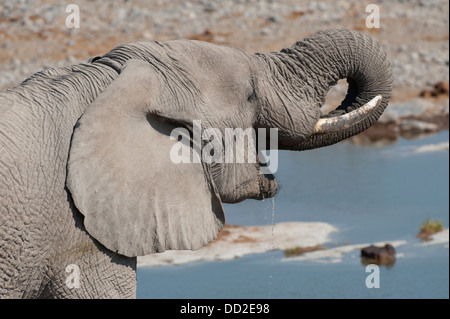 Ritratto di un toro di elefante africano (Loxodonta africana) bere a Halali waterhole, Etosha Nationalpark, Namibia Foto Stock