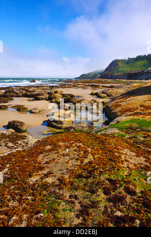 La bassa marea e le formazioni rocciose a Otter la spiaggia di roccia; Oregon, Stati Uniti d'America Foto Stock