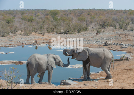 Due elefanti (Loxodonta africana) e tre maggiore Kudu (Tragelaphus strepsiceros) bere a Halali waterhole, Etosha Nazione Foto Stock