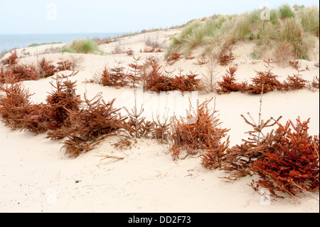 Riciclare gli alberi di Natale a formby beach per prevenire fenomeni di erosione delle dune di sabbia Foto Stock