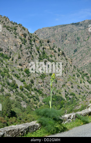 Paesaggio di montagna lungo la Scala di Santa Regina road, Niolo Valley, centrale Monti, Corsica, Francia Foto Stock
