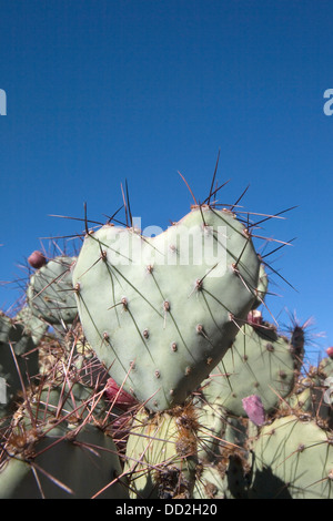 A forma di cuore di fico d'India cactus, Corrales, NM. Foto di Janet Worne. Foto Stock