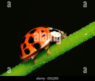 Ladybug arroccato su una pianta verde stelo. Foto Stock