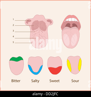 Anatomia della lingua umana. Sapori di base Foto Stock