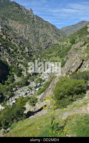 Paesaggio di montagna lungo la Scala di Santa Regina road, Niolo Valley, centrale Monti, Corsica, Francia Foto Stock