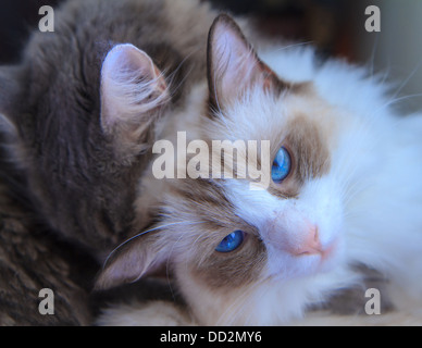 Un simpatico blue-eyed gatto Ragdoll guardando direttamente alla fotocamera di essere coccolati da un adorabile grigio tabby Foto Stock