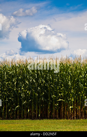 Molto alto e campo di mais/granturco nei pressi di Chelsea nello Iowa Foto Stock