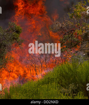 Prati Buck, CA, Stati Uniti d'America. 23 Ago, 2013. Un muro di fuoco infuria la cresta ovest del fiume Tuolumne verso Pine Mountain Lake CA. Il cerchio Incendio di Stanislao National Forest lungo l'autostrada 120 continua a crescere. Secondo la US Forest Service come di venerdì 23 agosto 2013 pomeriggio il fuoco è cresciuto a 125,620 acri con solo il 5 per cento di contenimento più con le evacuazioni in Tuolumne City, CA e nelle aree vicine lungo la statale 108 corridoio. Il fuoco continua a diffondersi in diverse direzioni comprese verso il Parco Nazionale di Yosemite. Credito: Marty Bicek/ZUMAPRESS.com/Alamy Live News Foto Stock