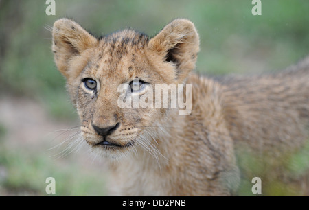 Lion cub ritratto Foto Stock