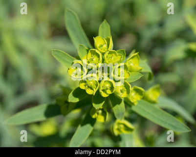 Euphorbia helioscopia Foto Stock