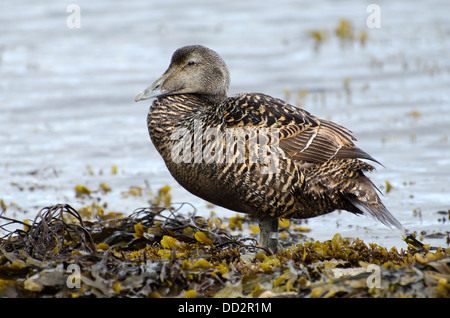 Eider duck femmina Somateria mollissima sulla spiaggia di Porto seahouses northumberland Foto Stock