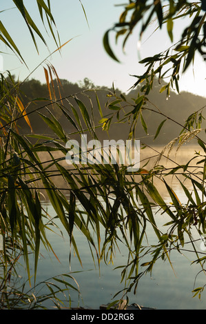 Foglie di canne oltre il fiume Foto Stock