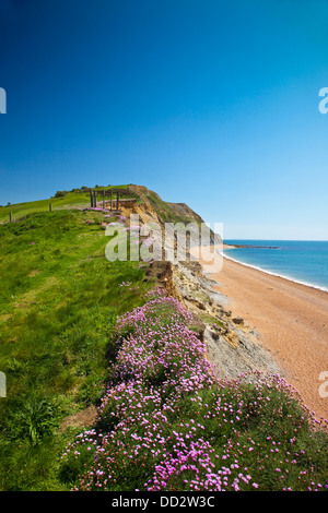 Guardando ad est da Seatown spiaggia lungo il SW via costiera verso Oriente Ebb punto, Dorset, England, Regno Unito Foto Stock