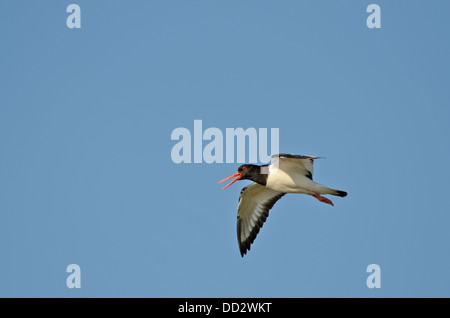 Oystercatcher Haematopus ostralegus in volo con un cielo azzurro chiamando con becco aperto a Isle of Mull croggan Scozia Scotland Foto Stock