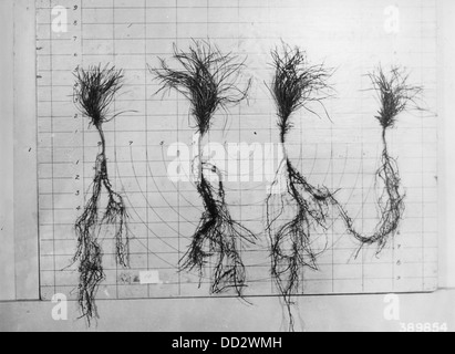 L'immagine raffigura varie piante di nido d'infanzia, probabilmente pronte per la semina o la vendita. Il vivaio si riferisce a piante giovani, alberi o arbusti coltivati a scopi paesaggistici o agricoli. Foto Stock