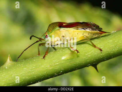 Protezione di betulla Bug (Elasmostethus interstinctus) in una varietà di pose su di un impianto (18 immagini in serie) Foto Stock