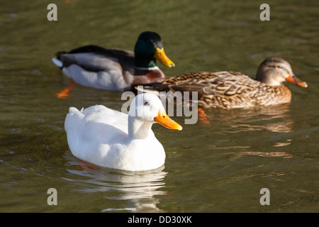 Diverse le anatre bastarde nuoto su un laghetto Foto Stock