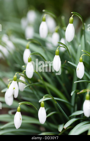 Dettaglio della molla snowdrop fiori selvatici in crescita Foto Stock