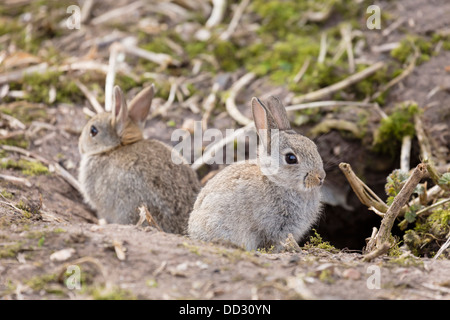 Due baby wild conigli europei sedersi fuori il loro nido a un coniglio warren NEL REGNO UNITO Foto Stock