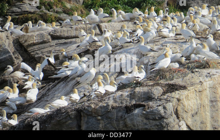 NORTHERN GANNET (Morus bassanus) Foto Tony Gale Foto Stock