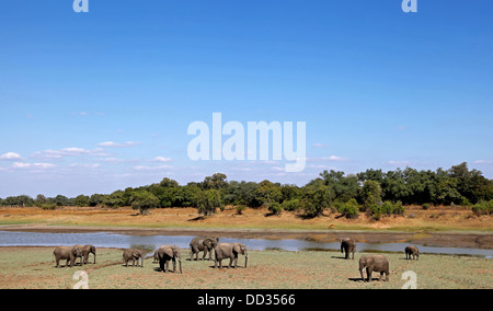 Elefanti a un fiume nel sud Luangwa National Park, Zambia Foto Stock