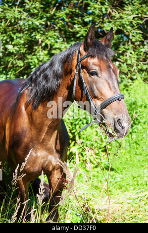 Cavallo mangiare erba Foto Stock