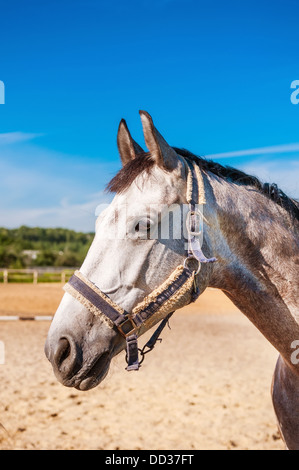 Colline punteggiano-cavallo grigio Foto Stock