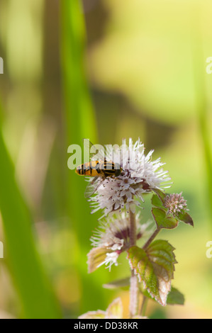Unico Hoverfly sul menta acquatica impianto nel laghetto in giardino Foto Stock