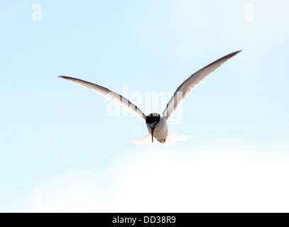 Fraticello (Sternula albifrons) in volo contro un cielo blu Foto Stock