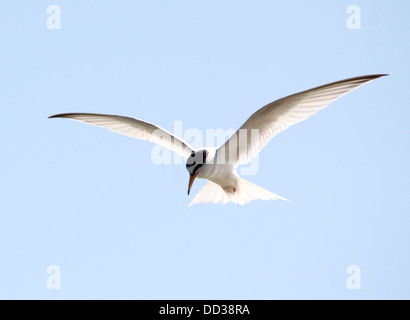 Fraticello (Sternula albifrons) in volo contro un cielo blu Foto Stock