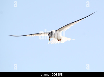 Fraticello (Sternula albifrons) in volo contro un cielo blu Foto Stock